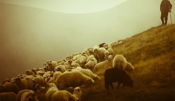 ovelhas 1